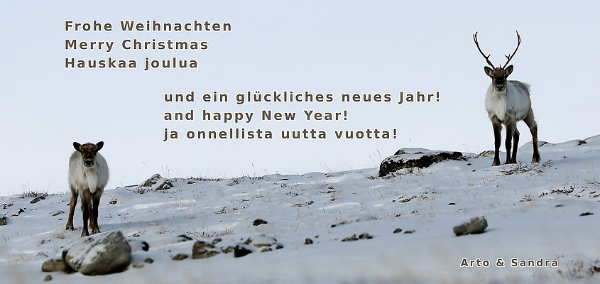 Two reindeer near Kangerlussuaq, Greenland, March 2017.