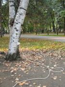 img_4854_chisinau_tree_electricity_medium.jpg