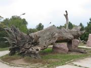 img_5382_chisinau_funny_tree_medium.jpg