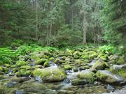 img_2166_forest_river_medium.jpg