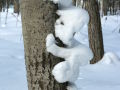 Snow gnome climbing a tree in Helsinki, Finland.