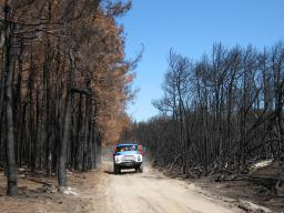 "Pyörätie" palaneen metsän keskellä