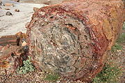 img_9906_petrified_wood_closeup_medium.jpg