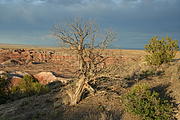 img_9941_painted_desert_tree_medium.jpg
