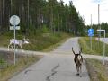 Reindeer walking on a bicycle way near Ylläs.